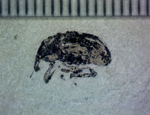 undet. Curculionidae