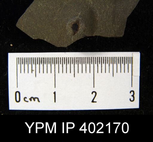 Leptobolus sp.