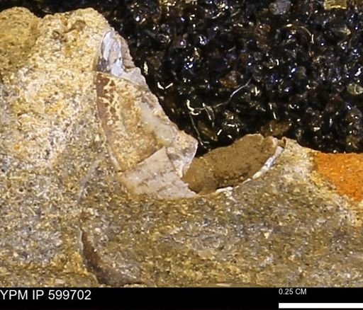 Protocardia subquadrata