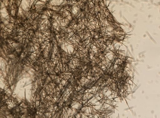 Halichondria sp.