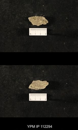 Glyptocrinus? fornshelli