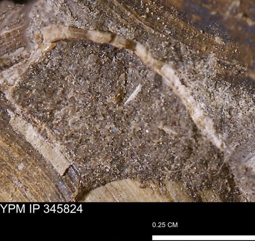 undet. Bivalvia