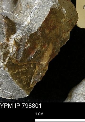 undet. Mollusca
