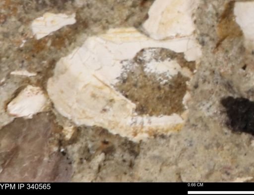 Ostrea glabra