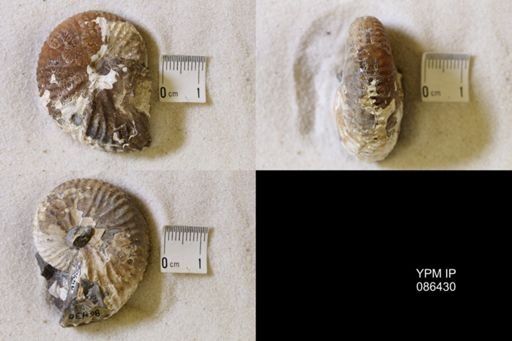 undet. Scaphitidae