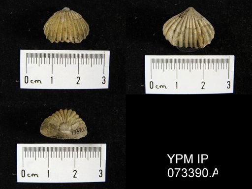 Camarotoechia cedarensis