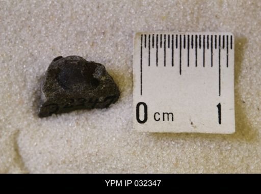 Hoploscaphites nicolletii