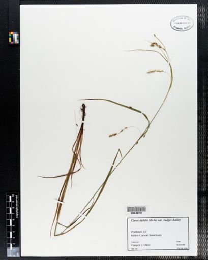 Carex debilis