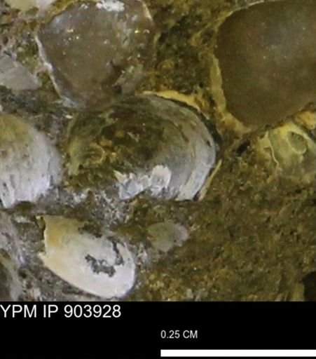 Corbulamella?
