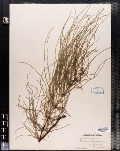 Equisetum arvense