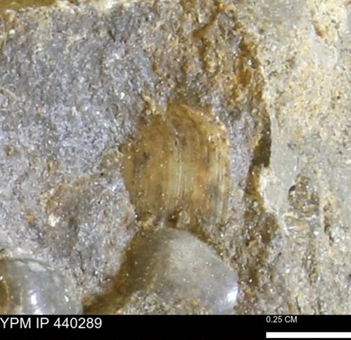 Protocardia subquadrata