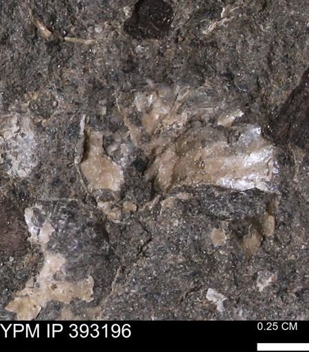 undet. Scaphitidae