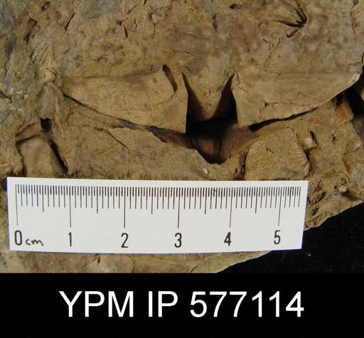 Platyrachella sp.
