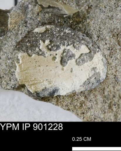 undet. Bivalvia