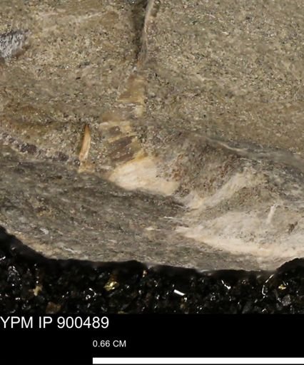 undet. Mollusca