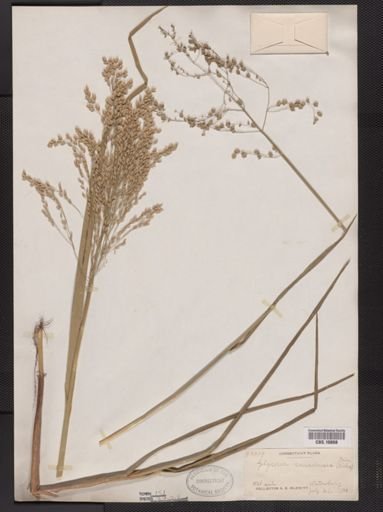Glyceria canadensis