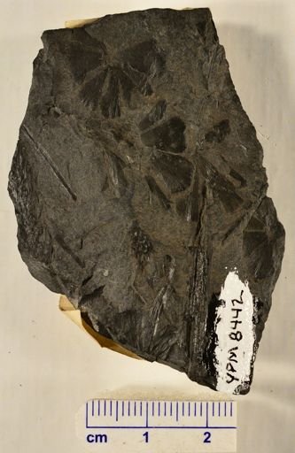 Sphenophyllum emarginatum