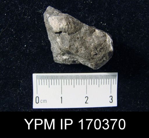 Aporthophyla?