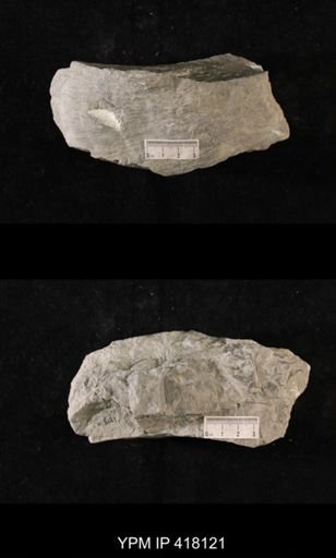 Tetradium sp.