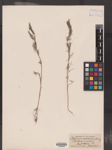 Ptilimnium capillaceum