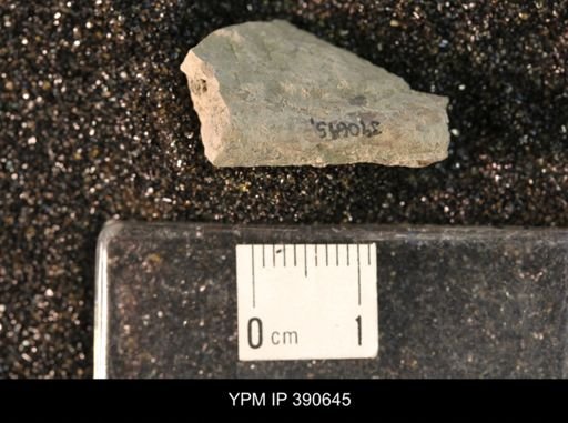 Baculites sp.