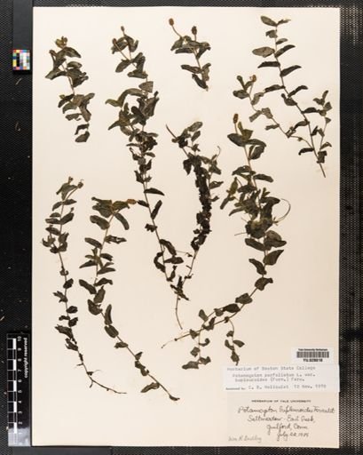 Potamogeton perfoliatus