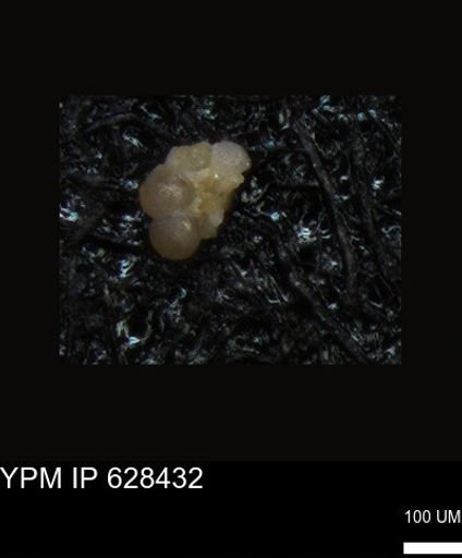 undet. Foraminiferida