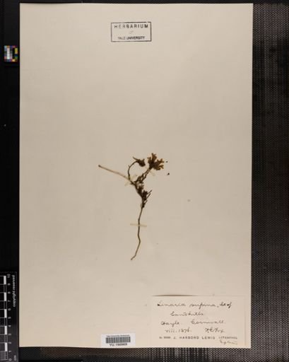 Plantae