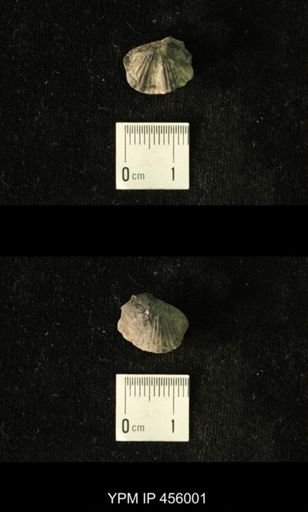 Platystrophia amoena