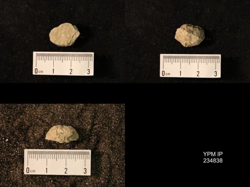 Marginifera wabashensis var. armata