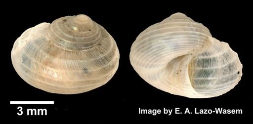 Gastropoda