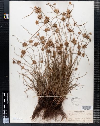 Cyperus filiculmis