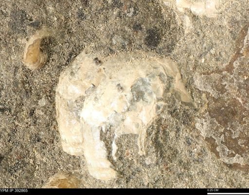 Scaphites sp.