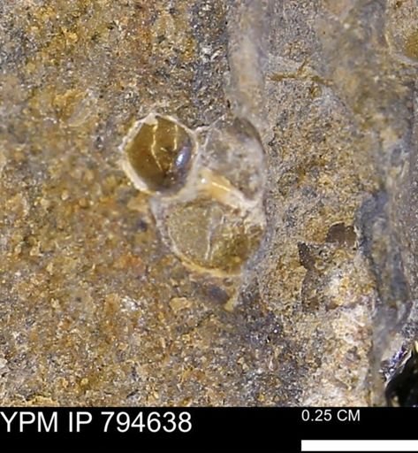undet. Gastropoda