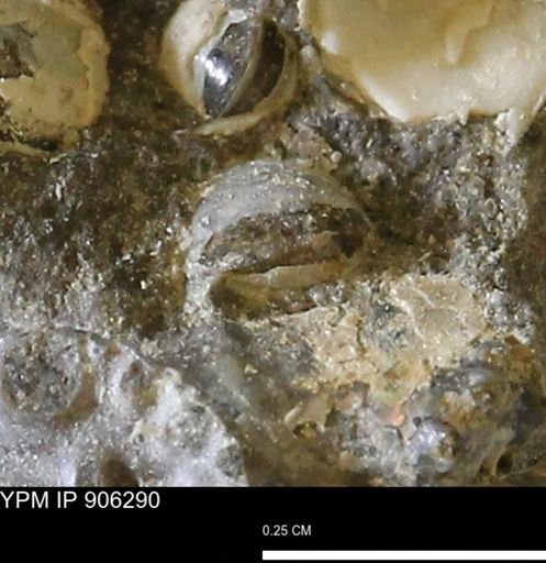 Corbulamella?