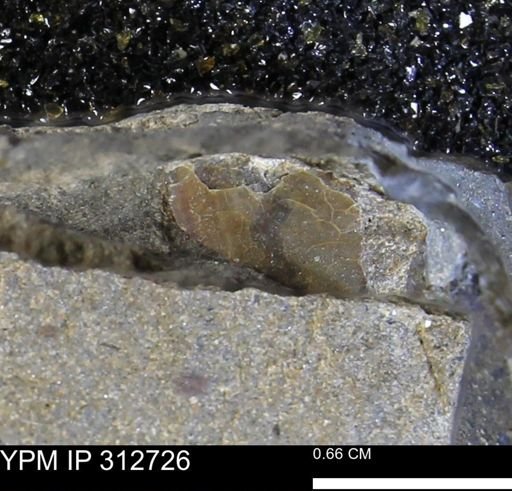 undet. Mollusca