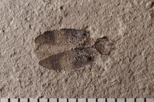 Coleoptera