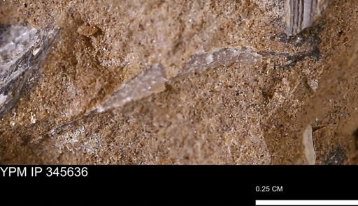 undet. Bivalvia