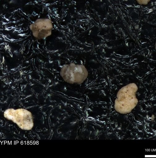 undet. Foraminiferida