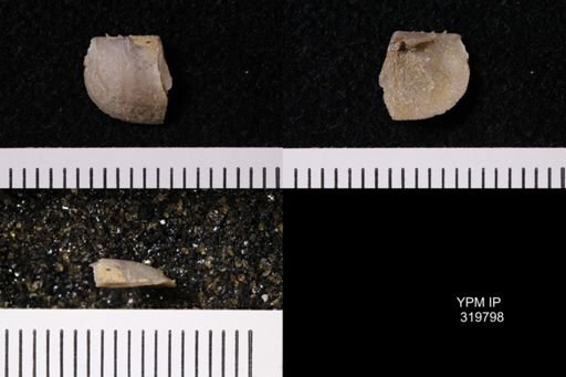 Eolissochonetes keyesi