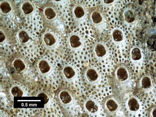 Cryptosula pallasiana