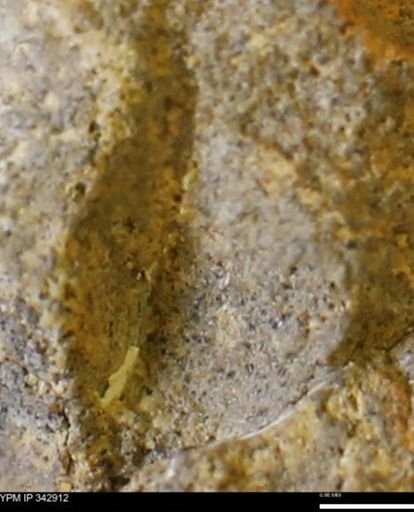 undet. Mollusca
