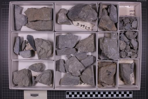 mixed taxa, stratigraphic collection