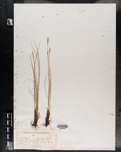 Kobresia