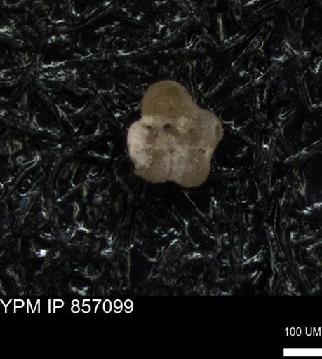 undet. Foraminiferida