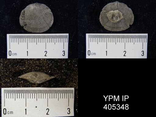 Rhipidomella vanuxemi
