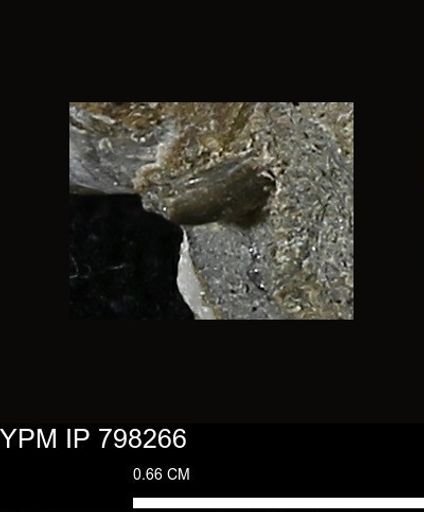 Problematica