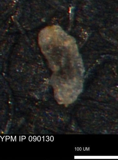 Spirolocammina planula