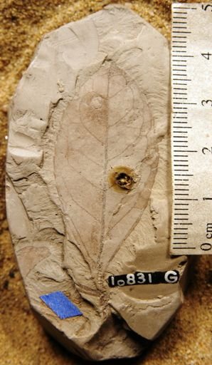 Celastrophyllum newberryanum