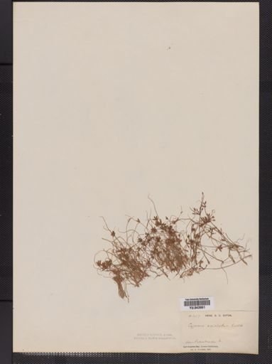 Cyperus aristatus